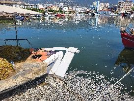 Dead Fish Wash Up At The Shores Of Volos City