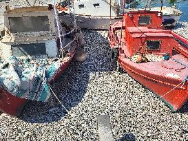 Dead Fish Wash Up At The Shores Of Volos City