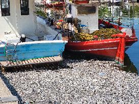 Dead Fish Wash Up At The Shores Of Volos City