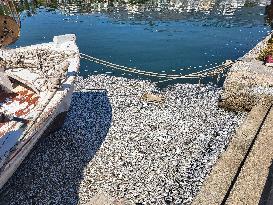 Dead Fish Wash Up At The Shores Of Volos City