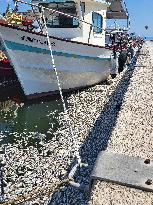 Dead Fish Wash Up At The Shores Of Volos City