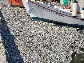 Dead Fish Wash Up At The Shores Of Volos City