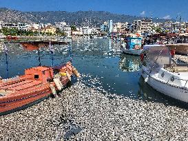 Dead Fish Wash Up At The Shores Of Volos City