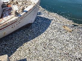 Dead Fish Wash Up At The Shores Of Volos City