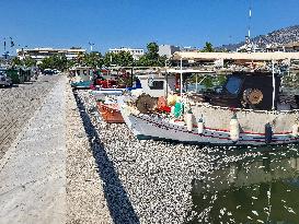 Dead Fish Wash Up At The Shores Of Volos City