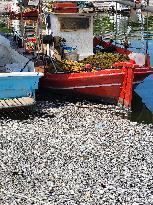 Dead Fish Wash Up At The Shores Of Volos City