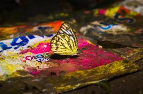 Ommon Gull Butterfly - Cepora Nerissa - Animal India