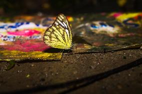 Ommon Gull Butterfly - Cepora Nerissa - Animal India