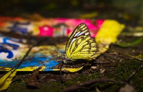 Ommon Gull Butterfly - Cepora Nerissa - Animal India