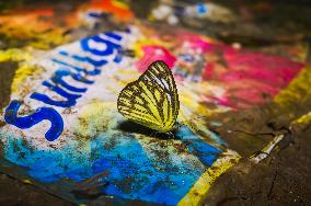 Ommon Gull Butterfly - Cepora Nerissa - Animal India