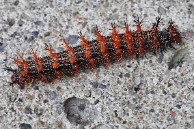 Question Mark Butterfly Caterpillar