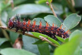 Question Mark Butterfly Caterpillar