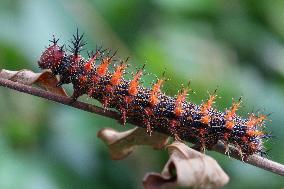 Question Mark Butterfly Caterpillar