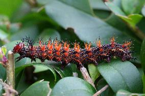 Question Mark Butterfly Caterpillar