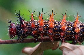 Question Mark Butterfly Caterpillar