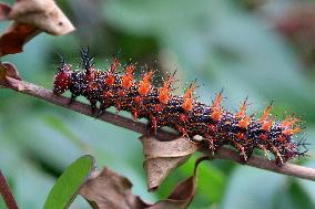 Question Mark Butterfly Caterpillar