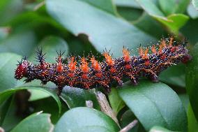 Question Mark Butterfly Caterpillar