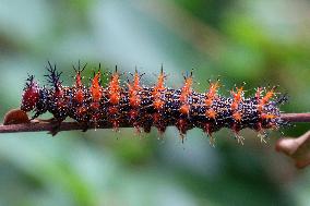 Question Mark Butterfly Caterpillar