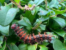 Question Mark Butterfly Caterpillar