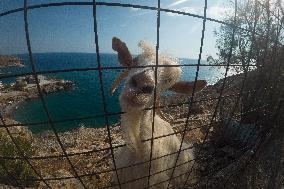 Hora Sfakion Coast Town In Crete Island