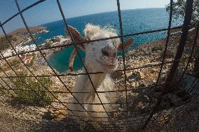 Hora Sfakion Coast Town In Crete Island