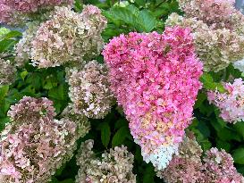 Pink And White PeeGee Hydrangea Flowers