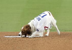 Baseball: Orioles vs. Dodgers