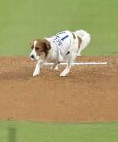 Baseball: Orioles vs. Dodgers