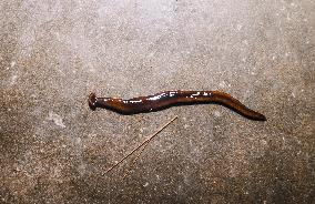 Hammerhead Worm - Bipalium - Animal India