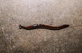 Hammerhead Worm - Bipalium - Animal India