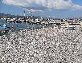 Thousands Of Floating Dead Fish Blanket Greek Port - Volos