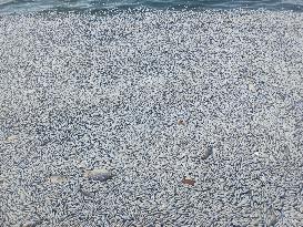 Thousands Of Floating Dead Fish Blanket Greek Port - Volos