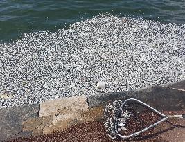 Thousands Of Floating Dead Fish Blanket Greek Port - Volos