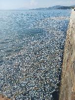 Thousands Of Floating Dead Fish Blanket Greek Port - Volos