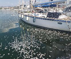 Thousands Of Floating Dead Fish Blanket Greek Port - Volos