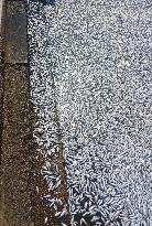 Thousands Of Floating Dead Fish Blanket Greek Port - Volos