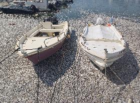 Thousands Of Floating Dead Fish Blanket Greek Port - Volos