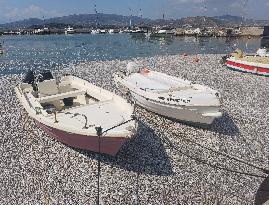 Thousands Of Floating Dead Fish Blanket Greek Port - Volos