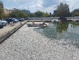 Thousands Of Floating Dead Fish Blanket Greek Port - Volos