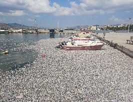 Thousands Of Floating Dead Fish Blanket Greek Port - Volos