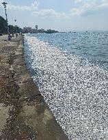 Thousands Of Floating Dead Fish Blanket Greek Port - Volos