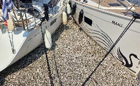 Thousands Of Floating Dead Fish Blanket Greek Port - Volos