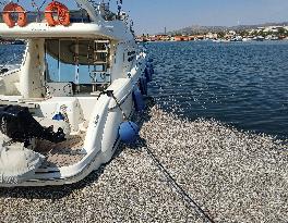 Thousands Of Floating Dead Fish Blanket Greek Port - Volos