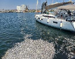 Thousands Of Floating Dead Fish Blanket Greek Port - Volos