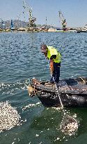 Thousands Of Floating Dead Fish Blanket Greek Port - Volos