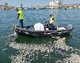 Thousands Of Floating Dead Fish Blanket Greek Port - Volos