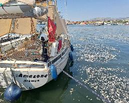 Thousands Of Floating Dead Fish Blanket Greek Port - Volos