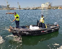 Thousands Of Floating Dead Fish Blanket Greek Port - Volos