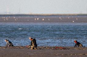 Mollusk Fishing In The Tejo River, Lisbon.