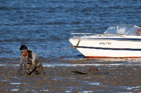 Mollusk Fishing In The Tejo River, Lisbon.